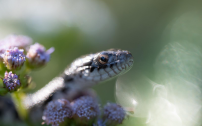 Trimeresurus insularis : la mysterieuse vipere de l’archipel indonesien