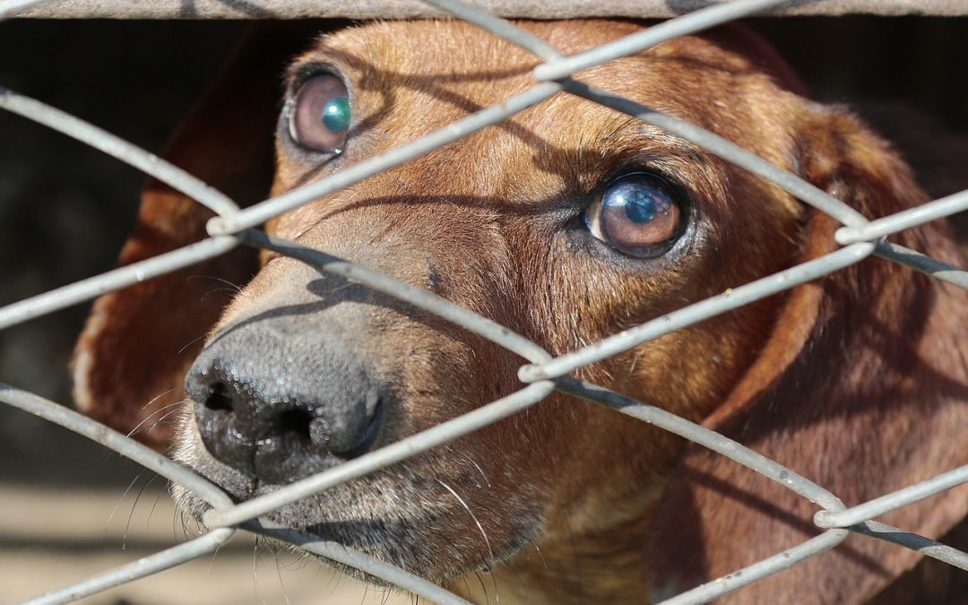 Se préparer pour accueillir son chien en fabriquant sa cage