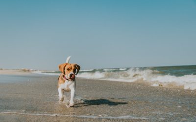 Pourquoi est-il important de privilégier les croquettes sans céréales pour son chien ?