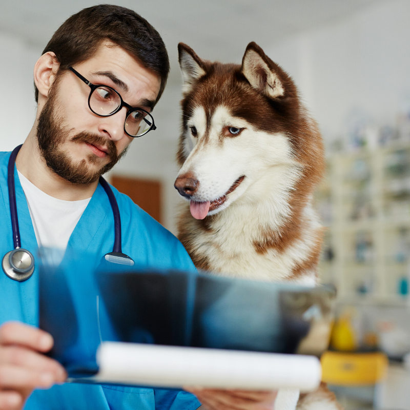 veterinaire-husky