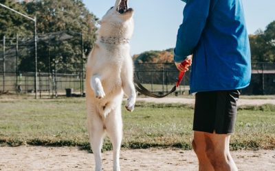 Quelles sont les préparations à faire avant d’adopter un chien ?