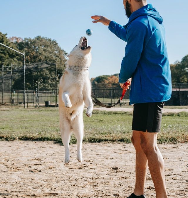 Quelles sont les préparations à faire avant d’adopter un chien ?