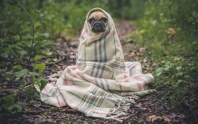 Comment choisir le premier animal de compagnie de son enfant ?