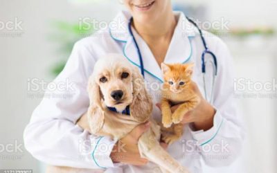 Pourquoi est-il important de vacciner son chien et son chat ?