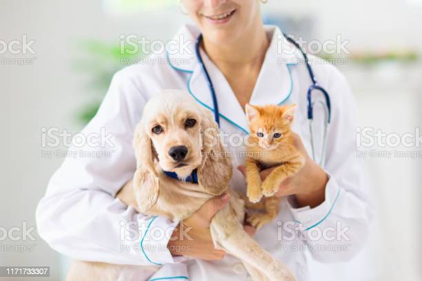 Pourquoi est-il important de vacciner son chien et son chat ?