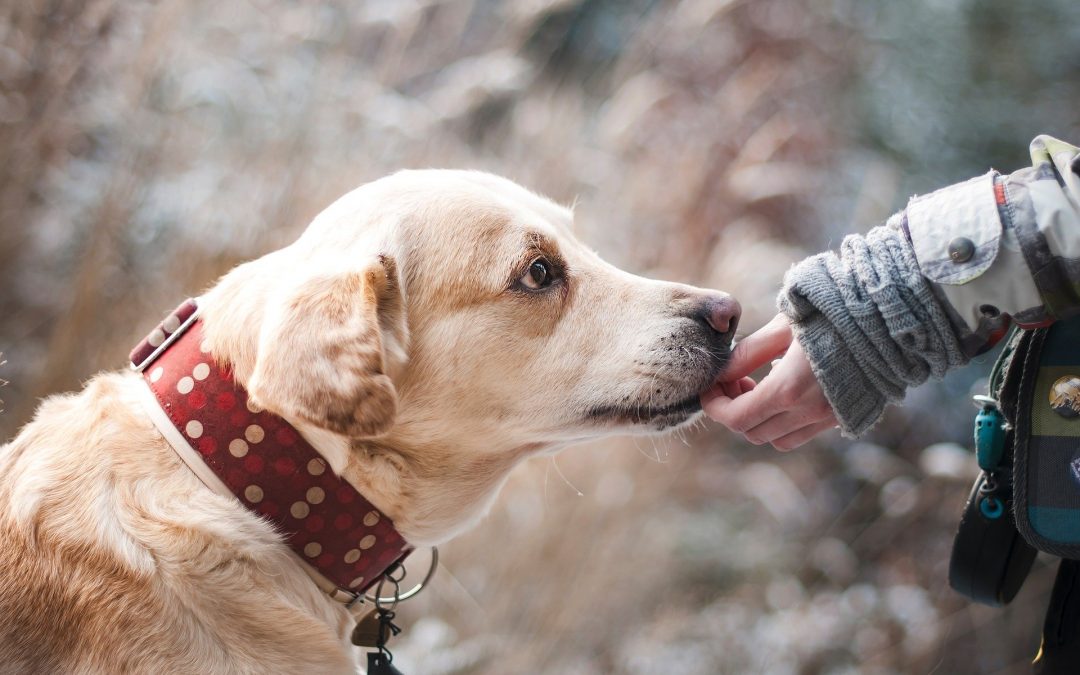 Comment éduquer un chien ?