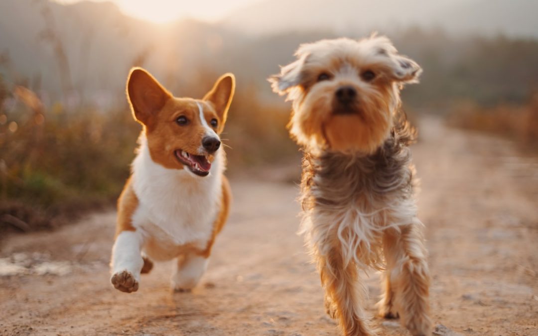 Le dressage de chiens, suivez ces conseils