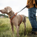 Promenade avec son chien : comment favoriser une marche plus agréable et sereine ?