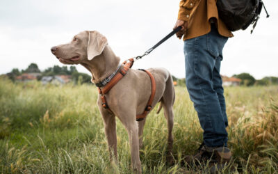 Promenade avec son chien : comment favoriser une marche plus agréable et sereine ?
