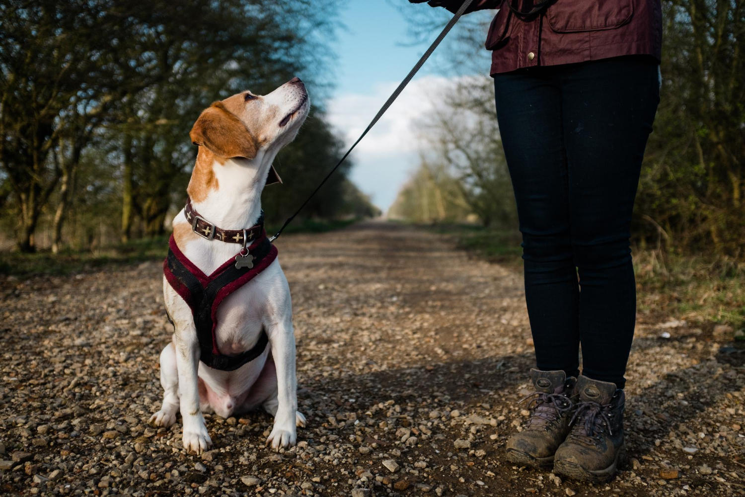 Vue en basse section d'une femme debout avec un chien dans un parc