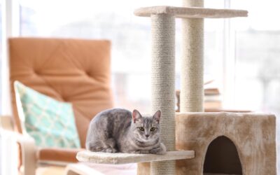 Arbre à chat et bien-être animal : pourquoi est-il essentiel à l’équilibre du chat ?
